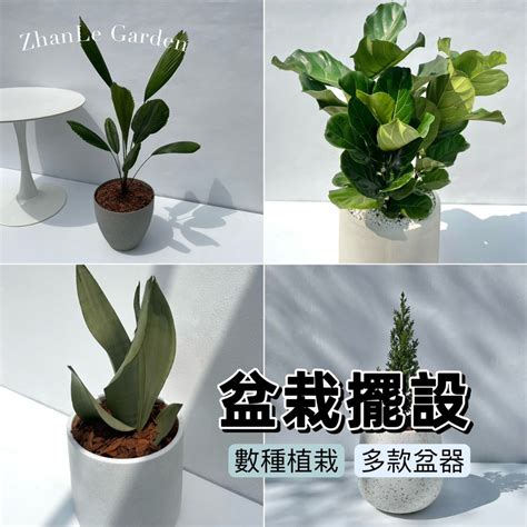 虎尾蘭床頭|【植物擺設指南】虎尾蘭可以放在家裡嗎？臥室擺放虎尾蘭帶來舒。